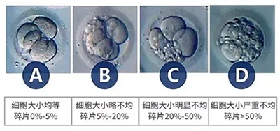 【爱之晶】试管婴儿胚胎等级有哪些呢?是怎么来给胚胎划分等级的?