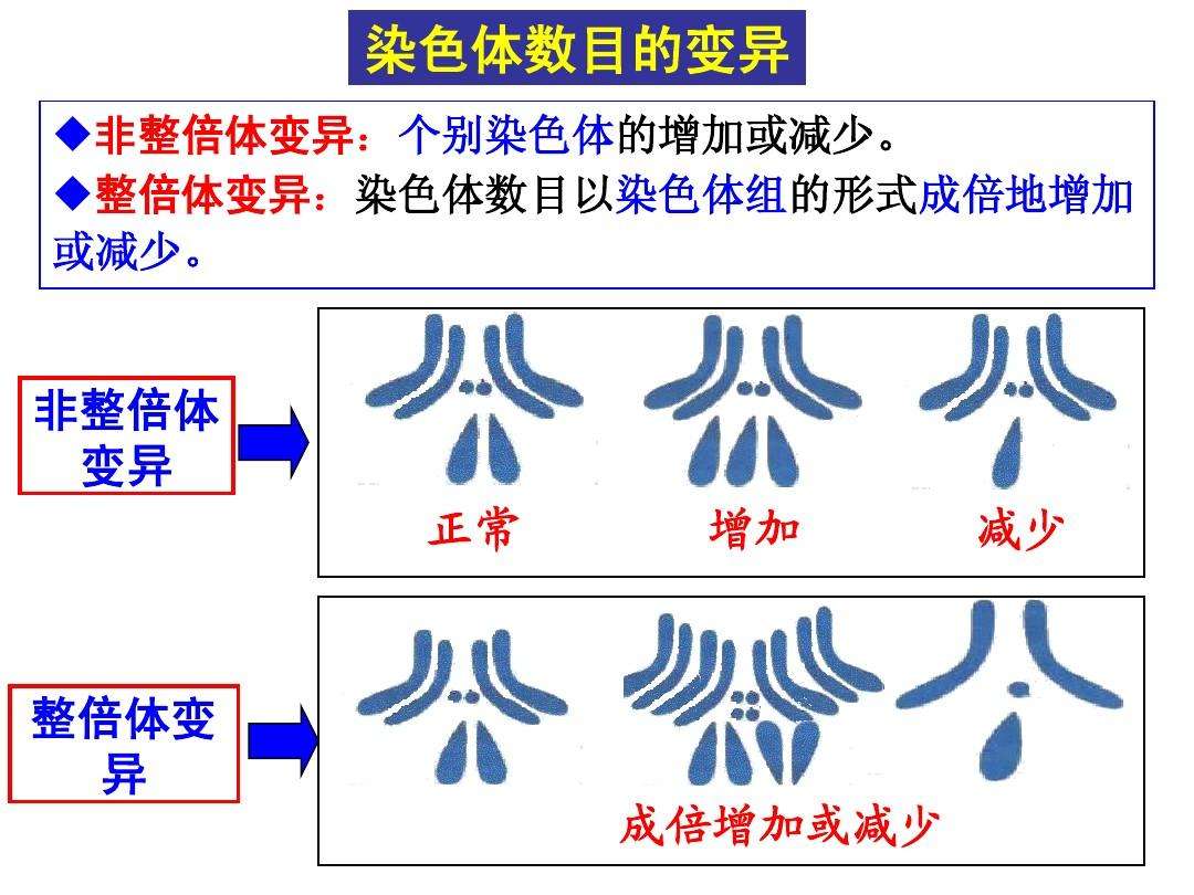 染色体异常做试管的成功率高吗？