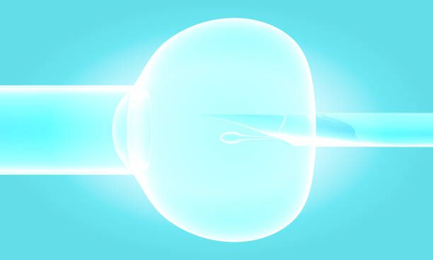 Hello IVF：三代试管婴儿的成功率主要看卵泡？
